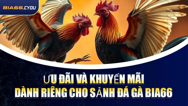Ưu đãi và khuyến mãi dành riêng cho sảnh Đá Gà BIA66